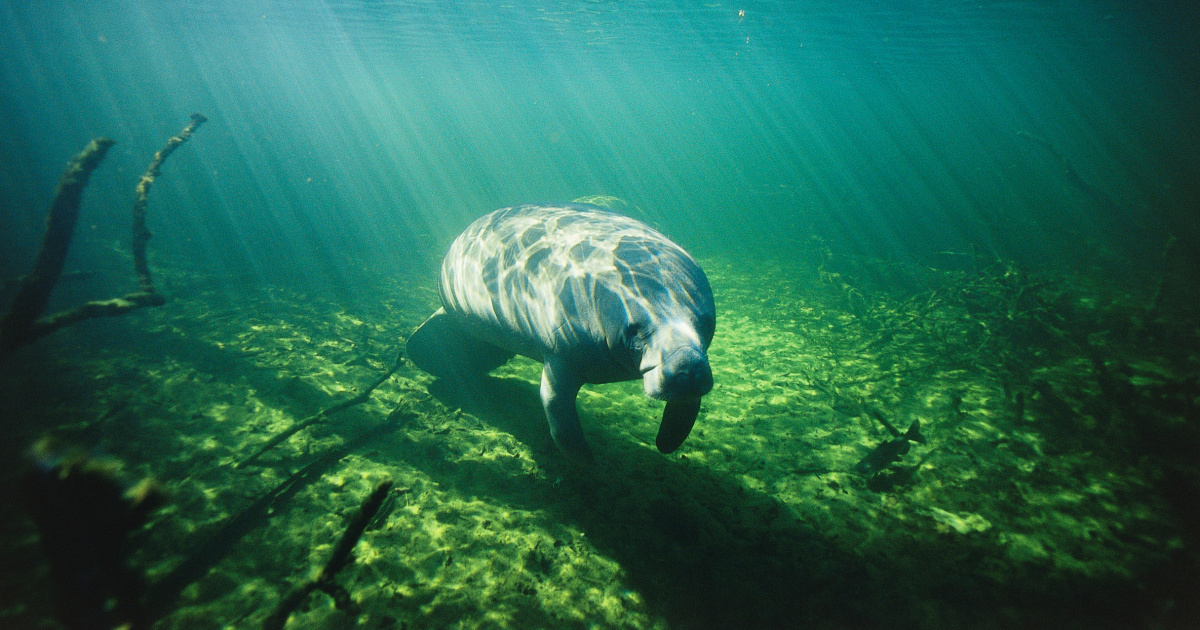 Manatee dies of injuries from sexual encounter with his brother at Florida aquarium