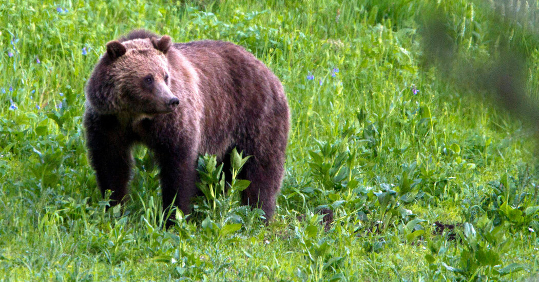 Woman Is Found Dead Near Bear Tracks Outside Yellowstone, Officials Say