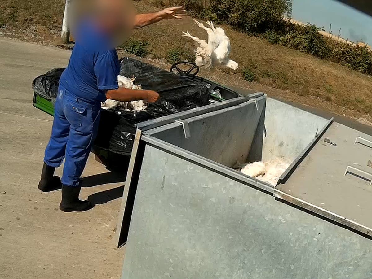 Secret footage reveals chickens collapsing ‘in agony’ at farms for ‘ethical’ Co-op