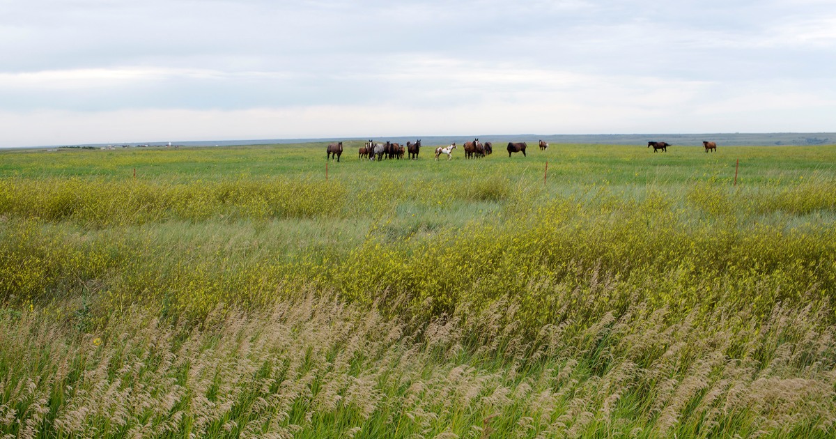 Appeals court finds parental kidnapping law does not apply to tribal nations