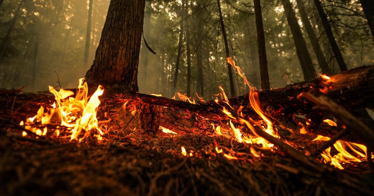 Climate change made record-setting Canada wildfires more likely, scientists say