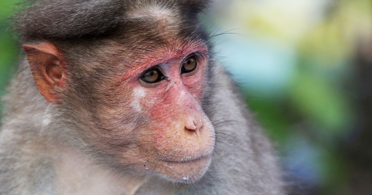 Wild monkey sightings in Florida prompts warnings from officials