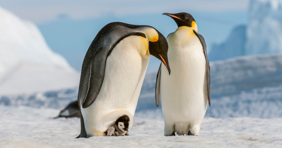 Some emperor penguin sites experienced 'total breeding failure' because of sea ice loss