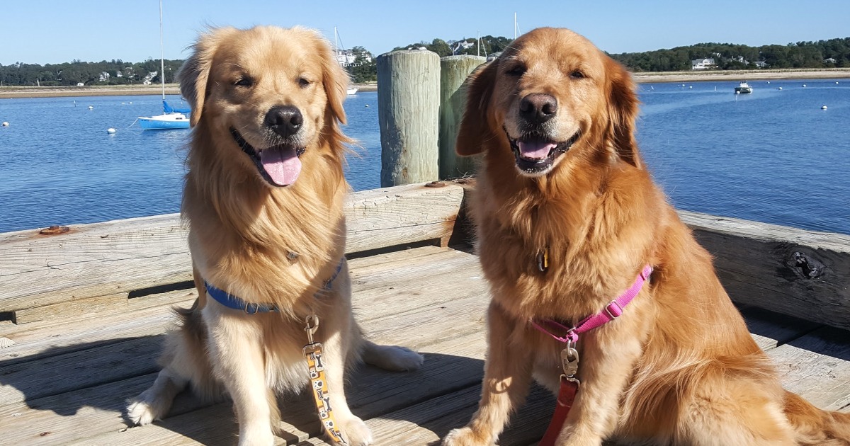 FDA pet food investigation: What to know about diet-related heart disease in dogs