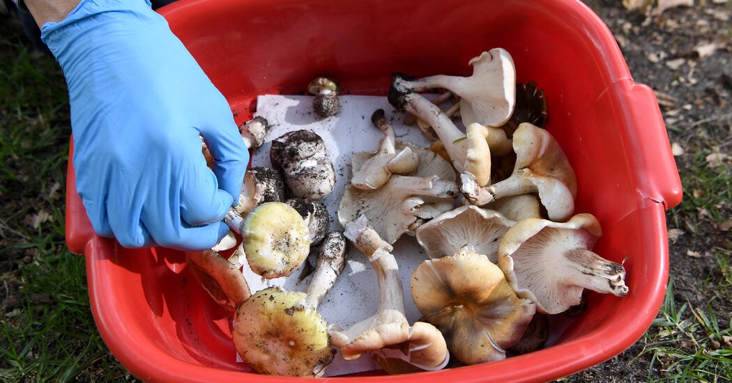 3 Deaths, and a Host of Questions, After a Family Lunch in Australia