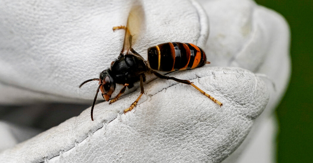 An Invasive Hornet Species Is Spotted in the U.S. for the First Time