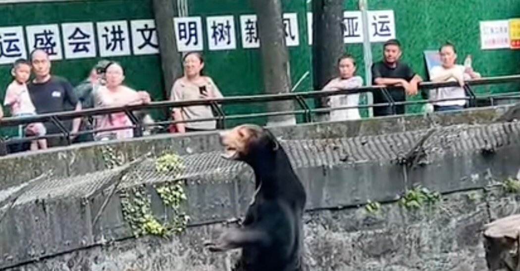 Chinese Zoo Denies, in Voice of a Bear, That Sun Bear Is a Person in a Suit