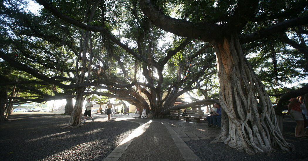 Lahaina Showcased Centuries of Hawaiian History. Now Its Gems are Gone.