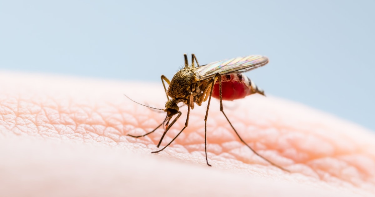 Maryland reports first locally acquired malaria case in 40 years
