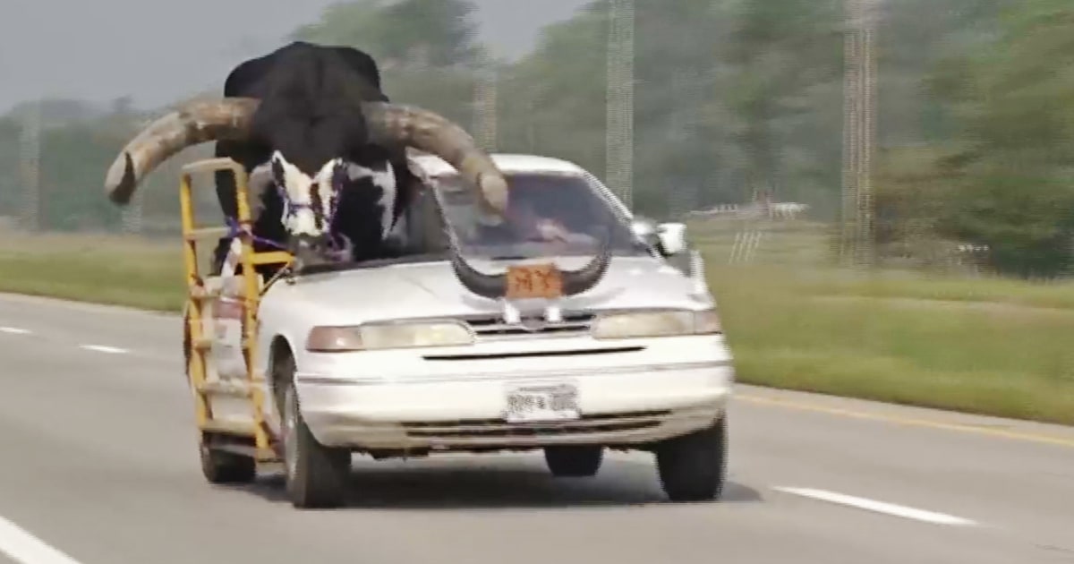 A 'beefed up' car with giant bull named Howdy Doody crammed into passenger seat pulled over by Nebraska police
