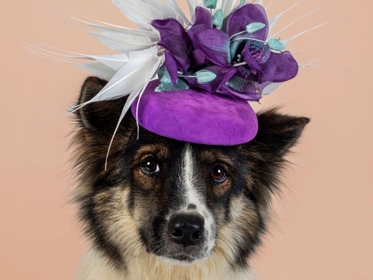 Kate Middleton’s milliner creates cute calendar to raise funds for pet shelters