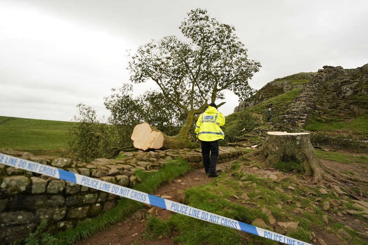 ‘Destruction’ of iconic Robin Hood tree triggers outrage as boy, 16, arrested – live