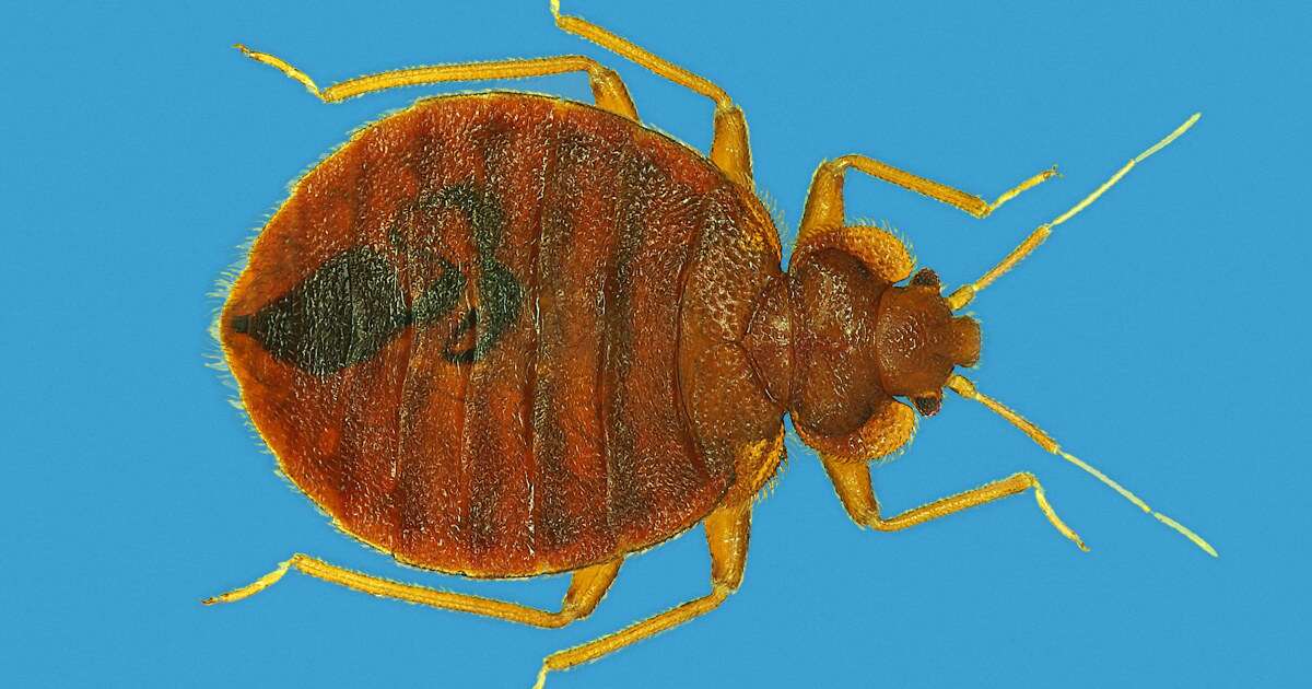 Bed bugs bite into Paris stoking fears ahead of the Olympics