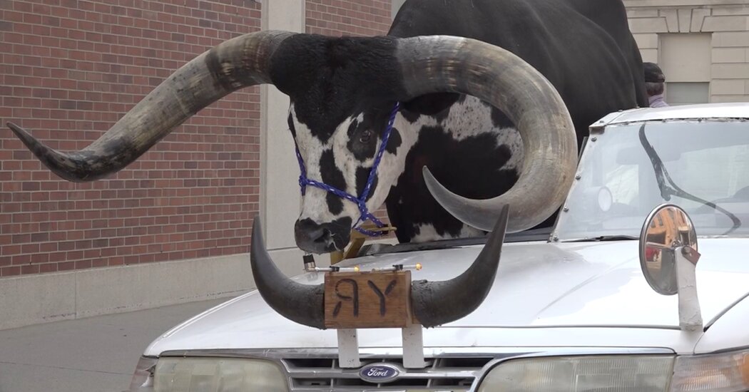 This Steer Rides Shotgun
