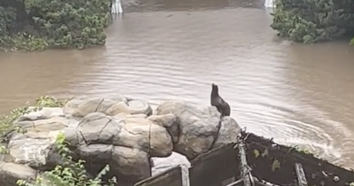 Flooding gives gives Central Park Zoo sea lion a brief free swim