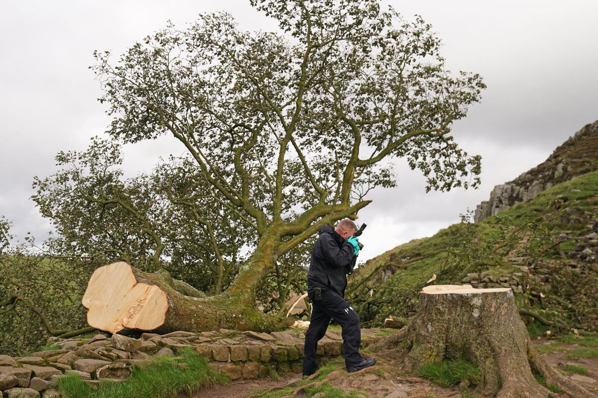 Sycamore Gap: ‘Minutes to cut down and centuries to grow back, if it ever does’