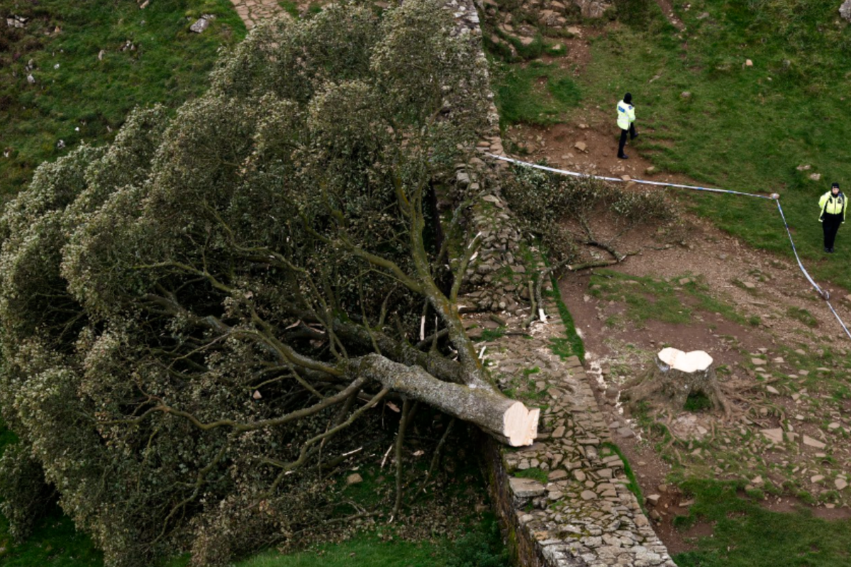 Future of Sycamore Gap tree to be decided as National Trust flooded with help offers