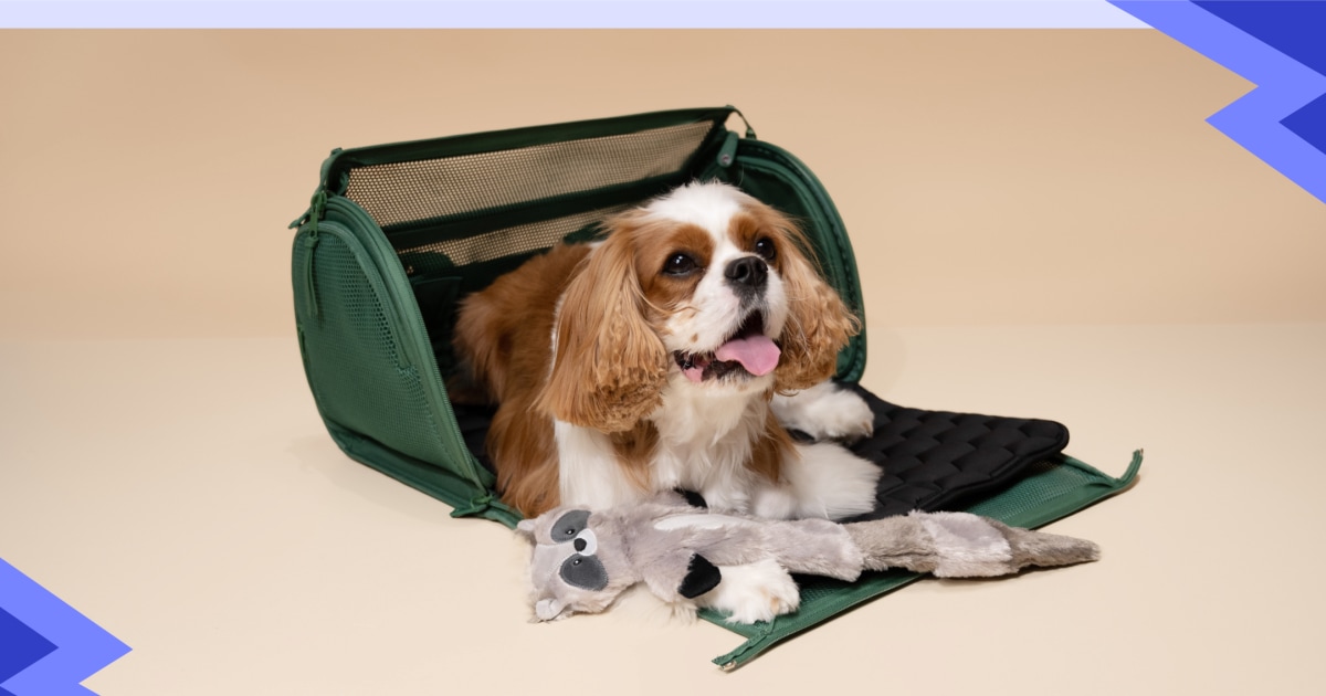 These pet essentials are up to 38% off for Prime Day