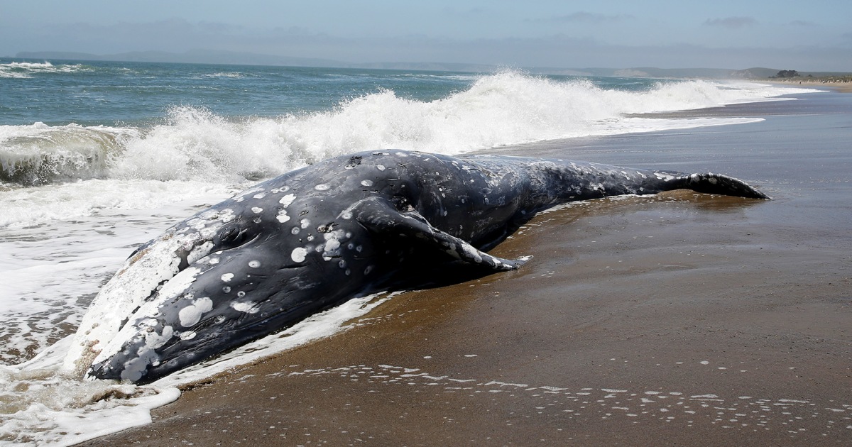 Hundreds of gray whales have washed up dead since 2019. Scientists think they know why.