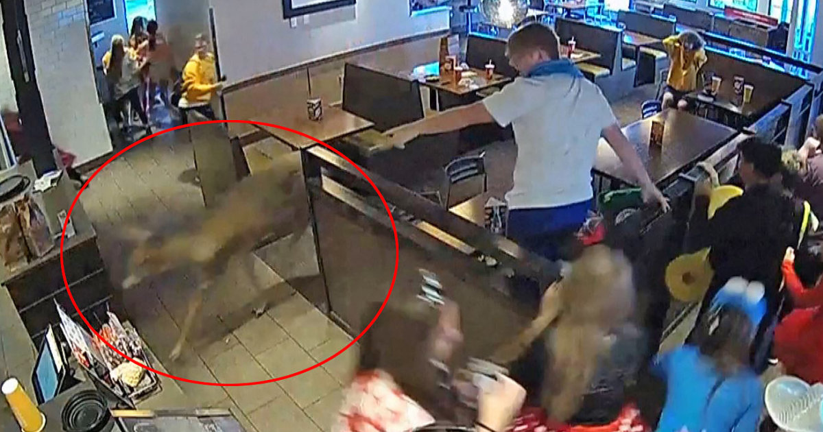 Deer charges through Wisconsin restaurant, prompting diners to scatter