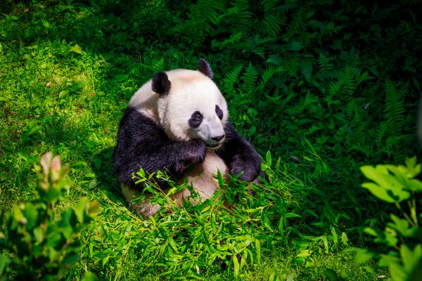 Panda Diplomacy: The Departure of DC’s Beloved Pandas May Signal a Wider Chinese Pullback