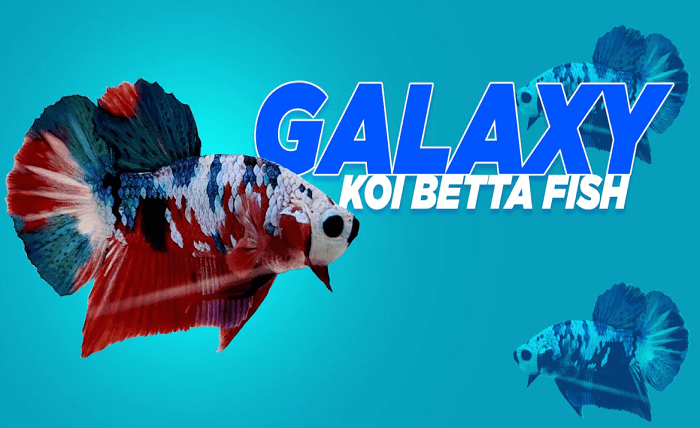 Where to Buy Koi Betta Fish Online: Exploring the Best Options