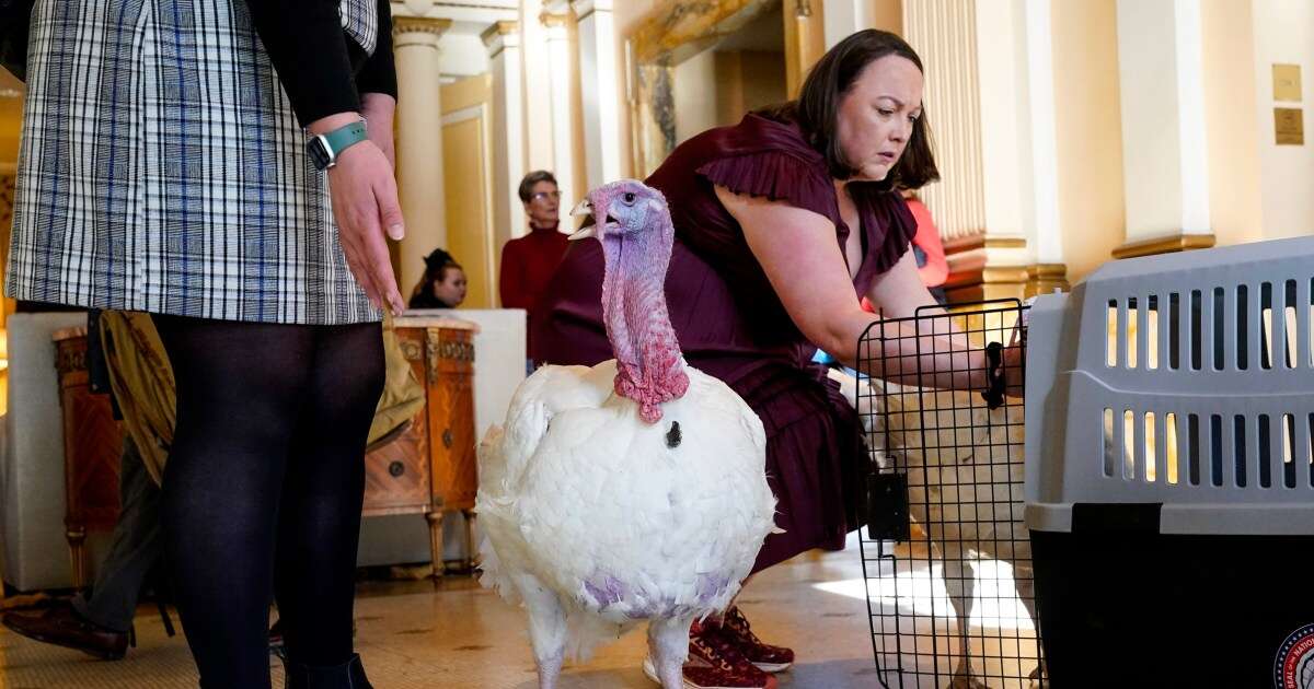 Biden celebrates his 81st birthday pardoning Thanksgiving turkeys