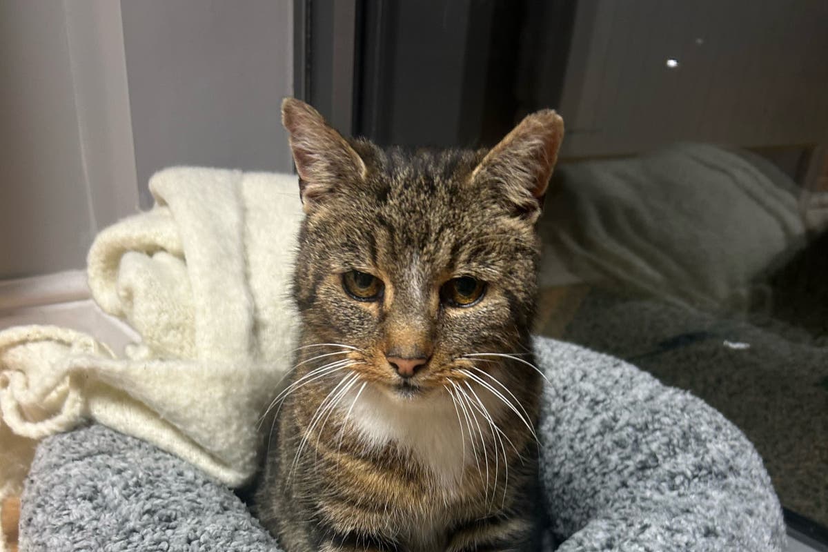 ‘Christmas miracle’ for family as their cat returns after 11 years