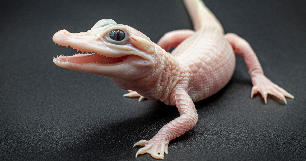 White leucistic alligator, one of only seven known to exist, born at Florida reptile park