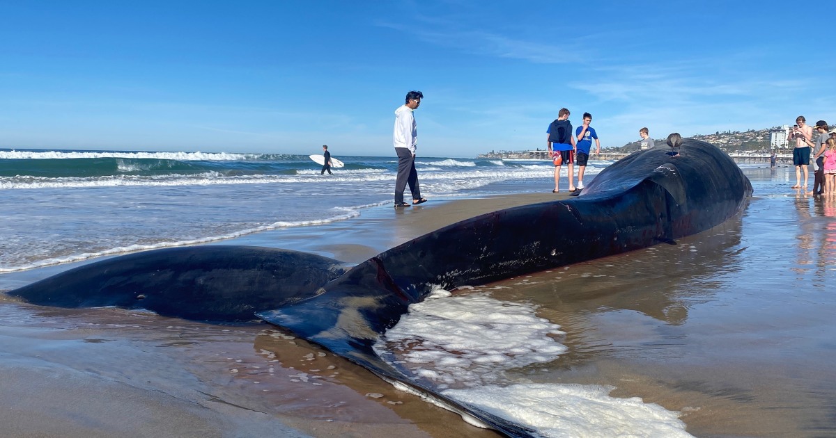 Massive 52-foot fin whale washes up on San Diego beach