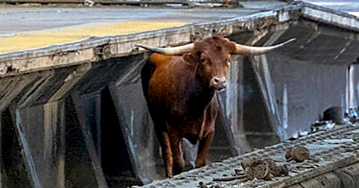 Video captures bull running across train tracks in New Jersey, causing delays