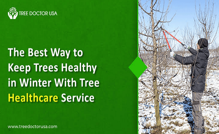 The Best Way to Keep Trees Healthy in Winter With Tree Healthcare Service