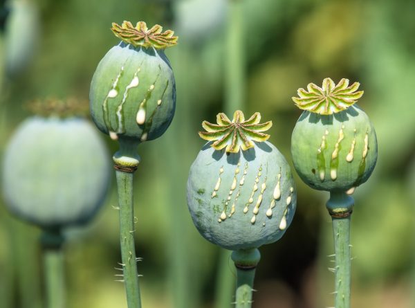 Myanmar Now the World’s Leading Producer of Opium, UN Says