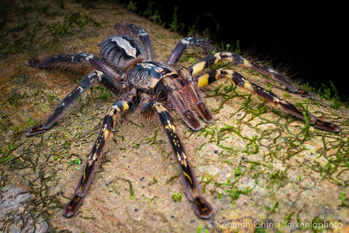 People are selling a lot of spiders  - and no one is keeping track