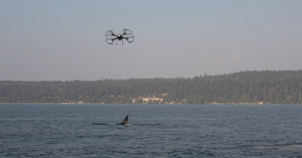 These Vets Make House Calls for Killer Whales