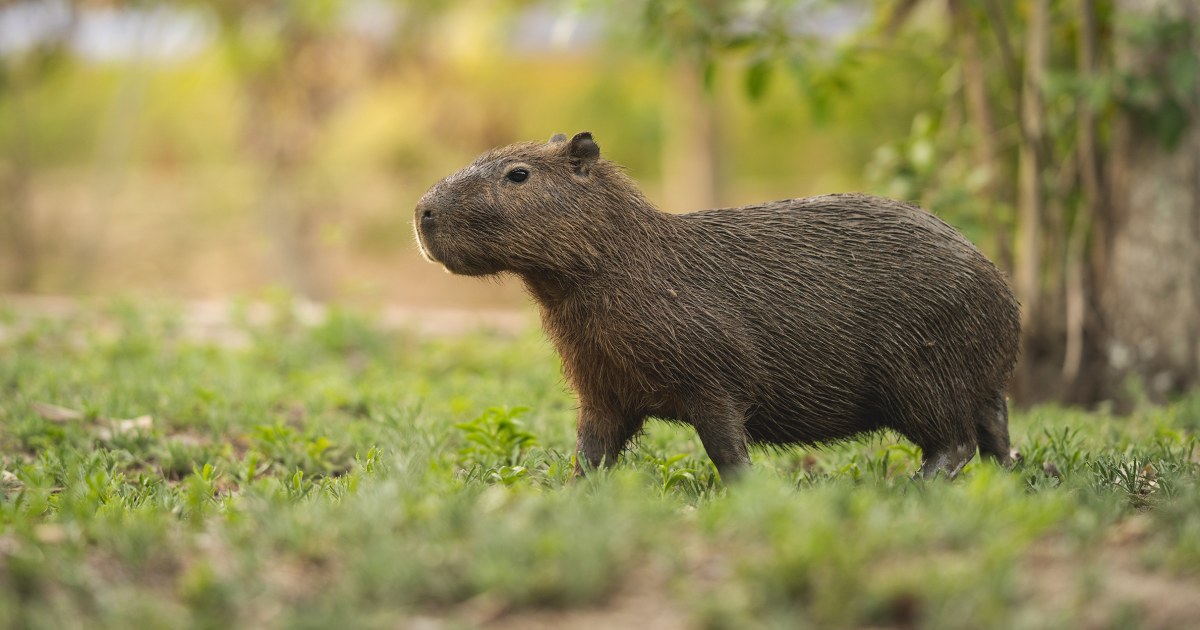 Baby capybara who went viral dancing to 'Thriller' is given a cute new name