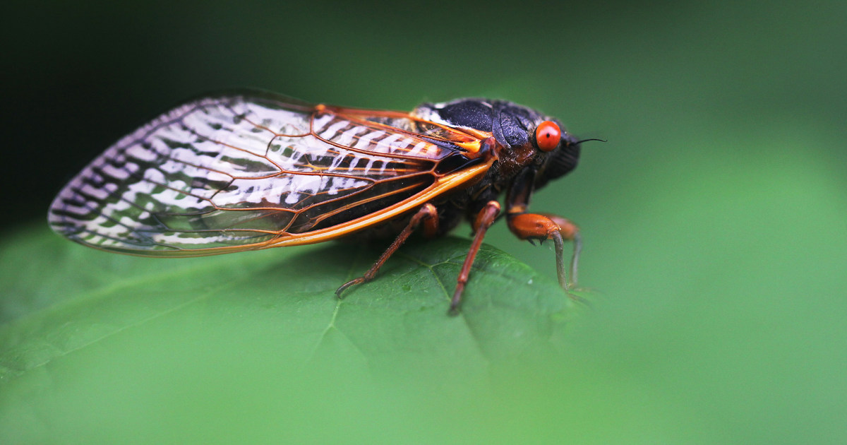 Billions of cicadas will emerge in the US this year in a rare double-brood event