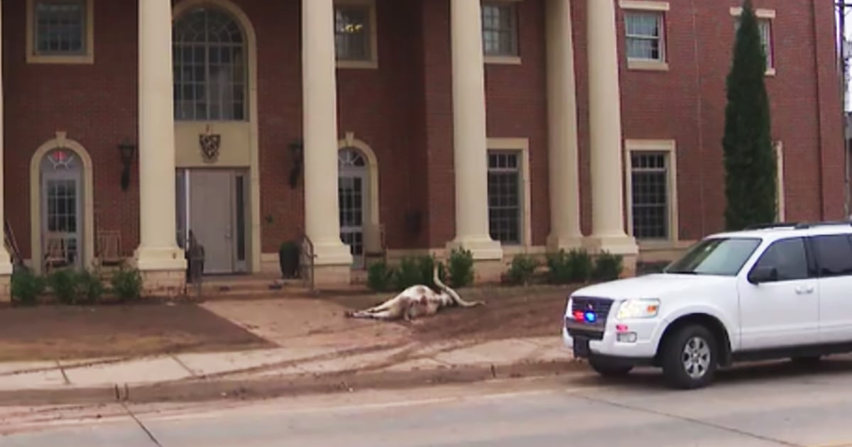 4 charged in dumping of dead longhorn outside Oklahoma State fraternity days before championship game with Texas