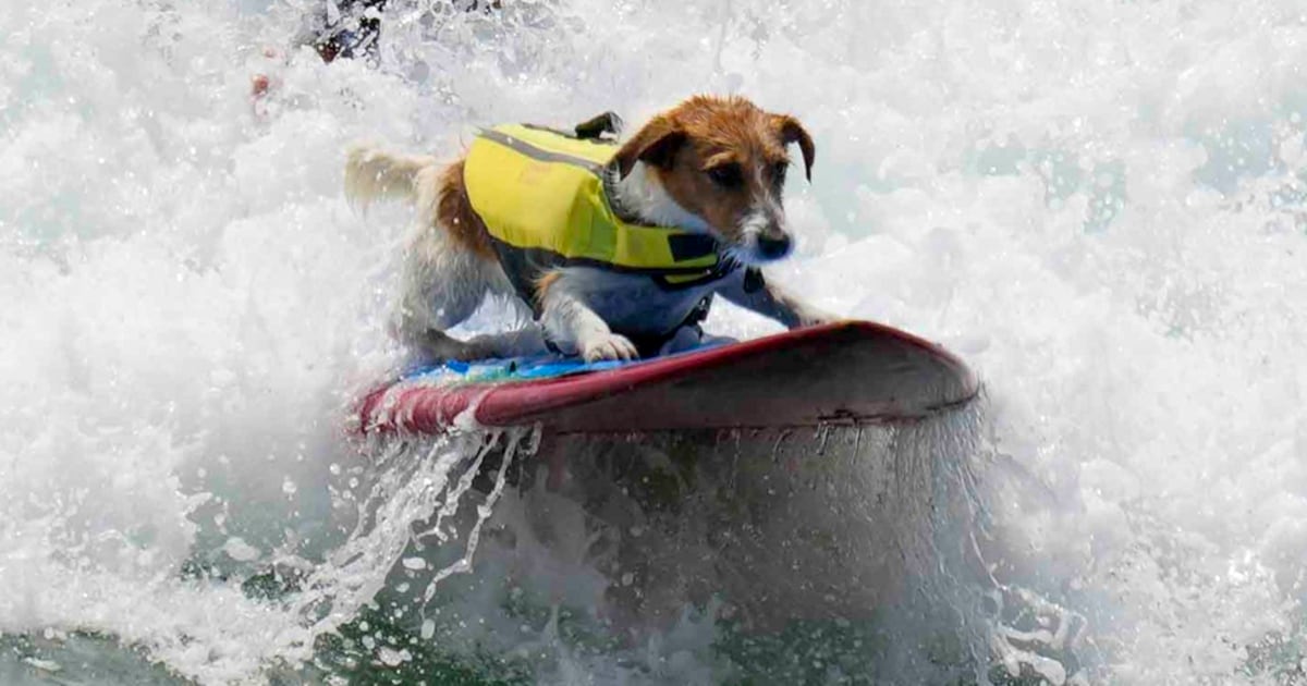 Surfer dog Efruz,  a Jack Russell terrier, loves to ride the waves in Peru