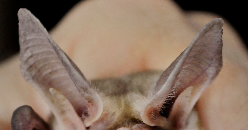 California Now Has a State Mushroom and a State Bat