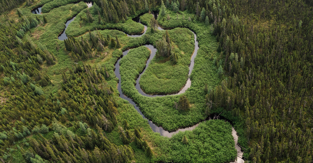 Canada’s Logging Industry Devours Forests Crucial to Fighting Climate Change
