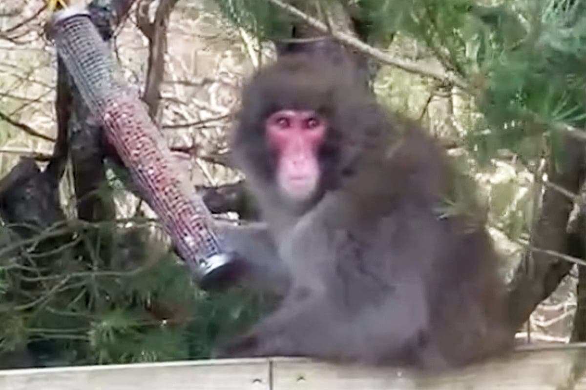 Fresh sighting of escaped monkey in Scotland as zookeepers deploy thermal drones