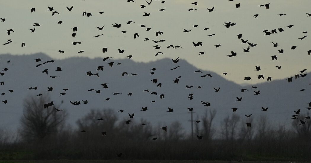 In Winter, California Is for the Birds