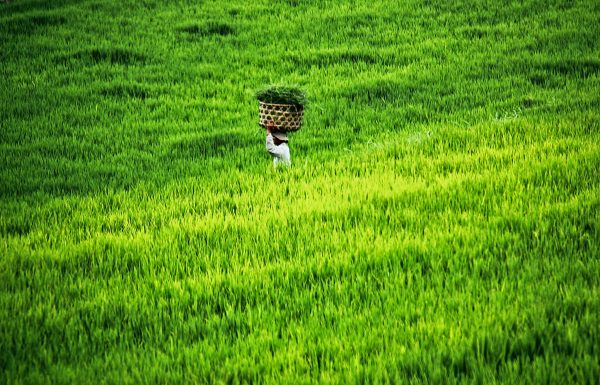 Indonesia Embraces New Thinking Amid Rice Crisis