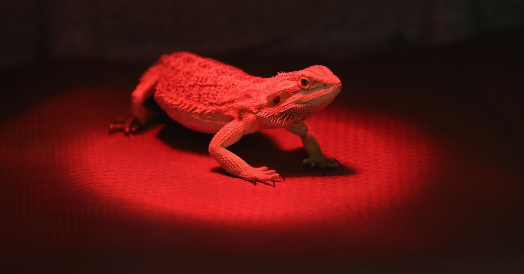 Pet Dragons Linked to Rare Salmonella Strain in U.S. and Canada