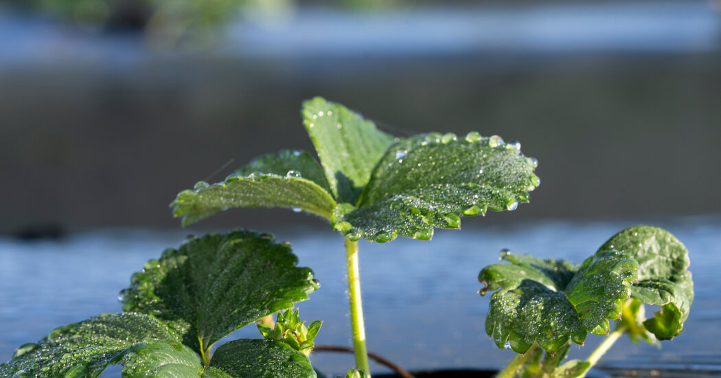 Some California Farmers Pay for Groundwater. Is That Workable?