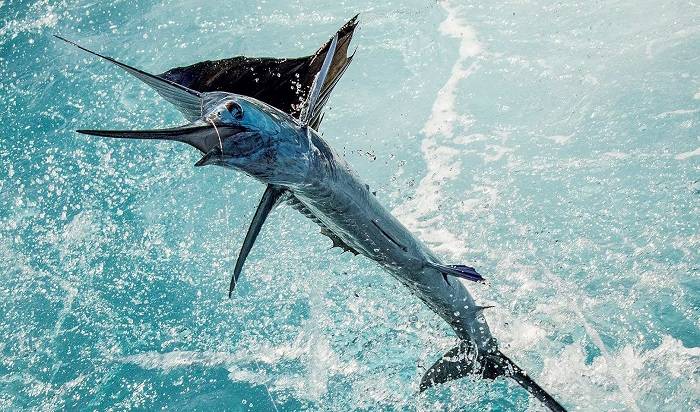 The Most Exciting Fish Species in Los Sueños