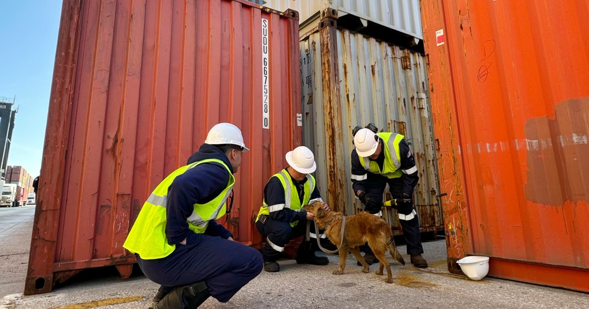 Dog rescued from shipping container in Texas after being trapped for more than a week