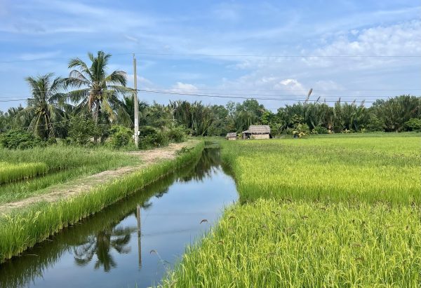 Vietnam’s Climate Solutions Are Decimating the Mekong Delta