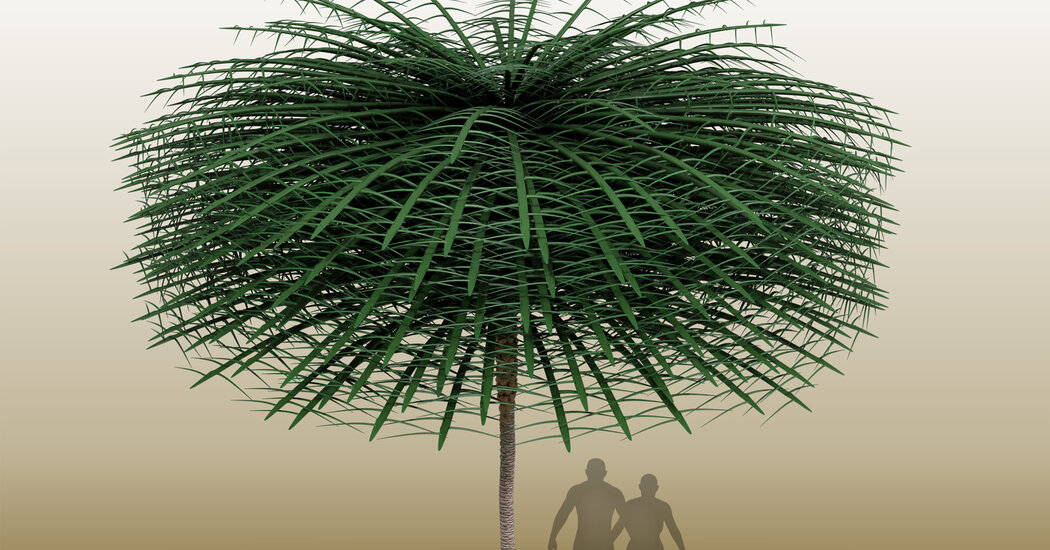 A Fossilized Tree That Dr. Seuss Might Have Dreamed Up